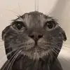 Fariha Kabir - @fariha.kabir72 - TikTok