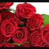 Farkhanda Malik - @farkhandamalik4 - TikTok