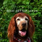 Irish_setter_Aron - @irish_setter_aron - Instagram