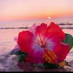 farooq bhat - @farooqbhat4484 - Instagram