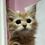 Farouk Darwish - @faroukdarwish38 - Instagram