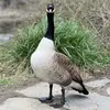 Farouk - @faroukdey - TikTok