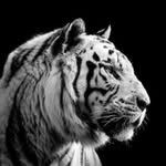 Farouk Ibrahim - @farouk.ibrahim.3576 - Instagram
