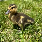 Farrah Arnold - @souptheduck2024 - Instagram