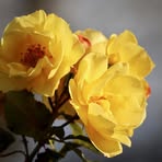 Vera Blake - Facebook