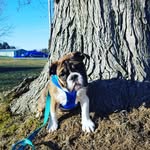 Farrah Louise Blunt - @farrah_the_bulldog - Instagram