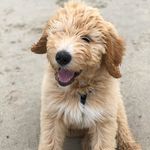 Farrah P. Johnson - @farrah__pawcett - Instagram
