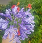 Farris Isler - Facebook