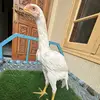 BushuAseel - @farriskhan54 - TikTok