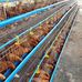 King's Farms - Facebook