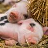 Farm World - @farmworldai - TikTok
