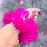 farwa batool - @farwabatool6109 - Instagram