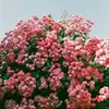 faryal raza - @faryalxoxo123 - TikTok