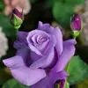 Faten Odeh - @faten.odeh - TikTok