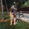 Fatih Ozmen - @fatihozmen4 - TikTok