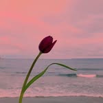 Fatima Alomar - @fatima.alomar.562114 - Instagram