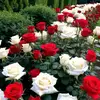 Fatima Alshamsi - @fatima.alshamsi286 - TikTok