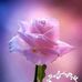 Fatima Ameen - Facebook
