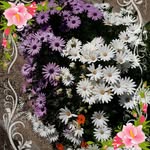 Fatima Arredondo - @fatima.arredondo.716 - Instagram