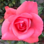Fatima-assi - @fatimaassi1316 - Instagram