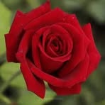 Fatima Bajramovic - Facebook