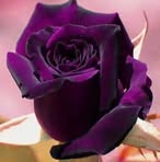 Fatima Baydoun - Facebook