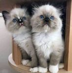 Fatima Bilal - Facebook