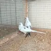 Fatima Birds - @fatima.birds - TikTok