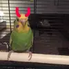 فاتيما - @fatimabird - TikTok