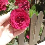 Fatima Bitar - Facebook