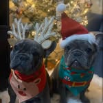 Blue y Fatima 💕 - @fatima_blue_bulldog - Instagram
