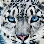 Fatima blue - @me_i_am_fab - Instagram