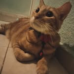 Fatima Campa - @yarito_gatito_pintor - Instagram