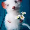 Fatima - @chenfatima - TikTok