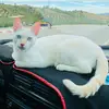 Fatima Cherkaoui - @fatimacherkaoui95 - TikTok