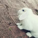 fatima dean - @fluffybunny1307 - Instagram