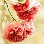 Fatima Hamdan - @fatima.hamdan.14 - Instagram