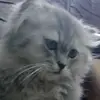 FATIMA'S - @fatima.hamdan6 - TikTok