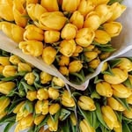 زهرة الجنوب - @fatima.hamdar.509 - Instagram