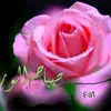 Fatima Hamouda Hamou - @fatimahamoudahamo - TikTok