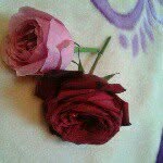 Fatima hamwi - @fatima.hamwi - Instagram