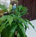 Fatima Hayat - Facebook