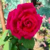 fatima imam - @fatima.imam0 - TikTok