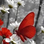 Fatima Khalifa - Facebook