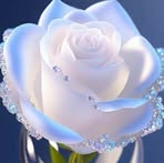 Fatima Khalifa - Facebook