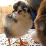 fatima khalifa - @_fatima.khalifa_ - Instagram