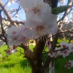 Fatima Khalifa - @fatimakhalifa56 - Instagram