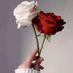 fatima khalifa - @fa_ahmed98 - Instagram