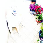 Fatima Leone - @fatimaleone7 - Instagram