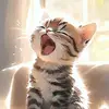 Fatima Lima - @fatimalima987 - TikTok